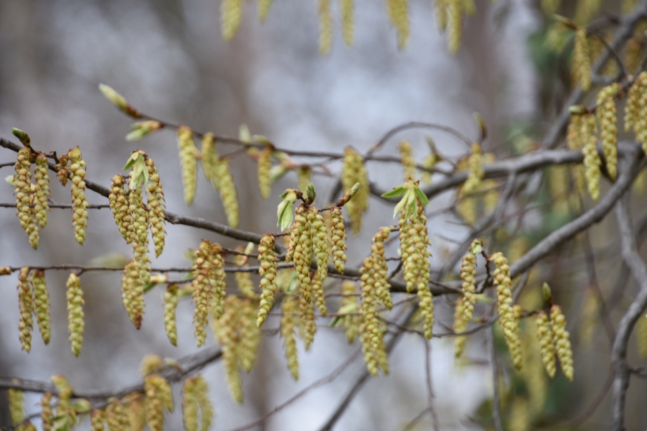 Bomen lopen uit.. - Planten - 
