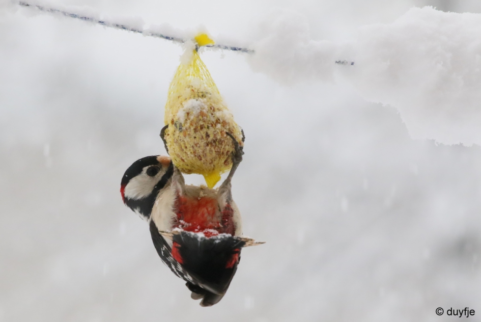 Bont - Vogels - Grote Bonte Specht