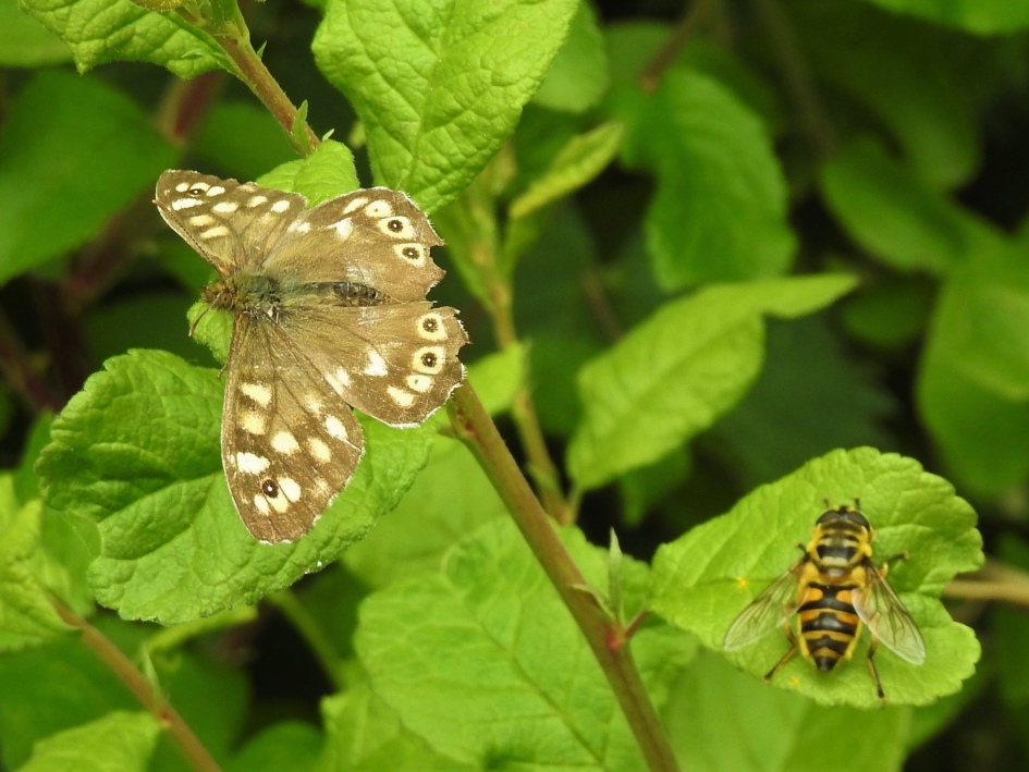Bont zandoogje en doodskopzweefvlieg samen op de foto. - Geleedpotigen - Bont zandoogje en doodskopzweefvlieg