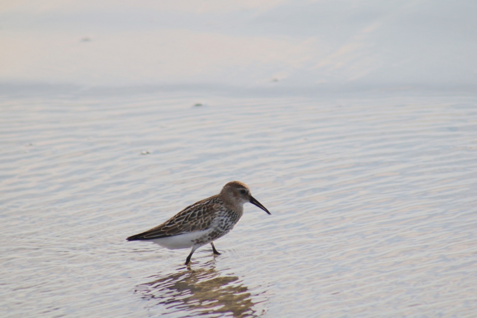 Bonte strandloper aan het strand - Vogels - Bonte strandloper