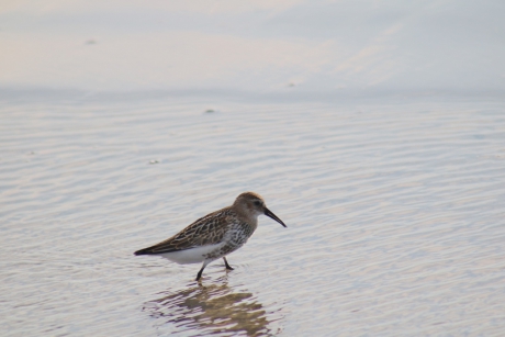 Bonte strandloper aan het strand