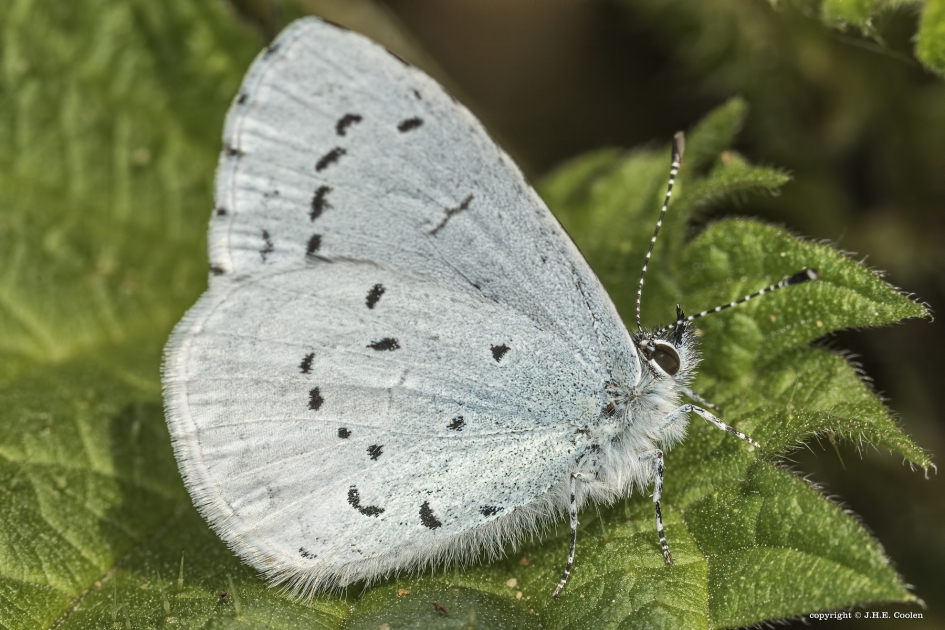 Boomblauwtje - Geleedpotigen - Boomblauwtje