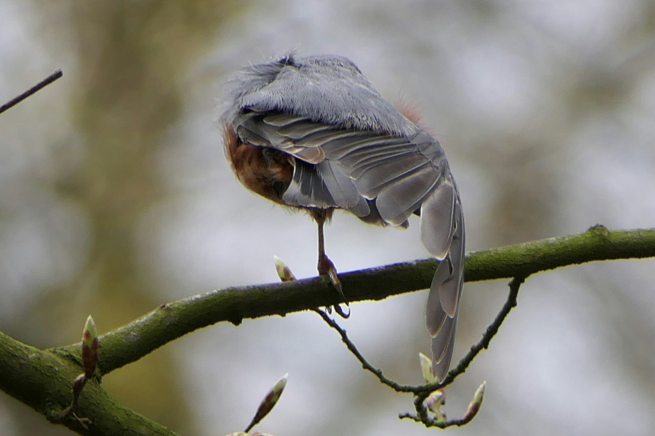 Boomklever - Vogels - Boomklever