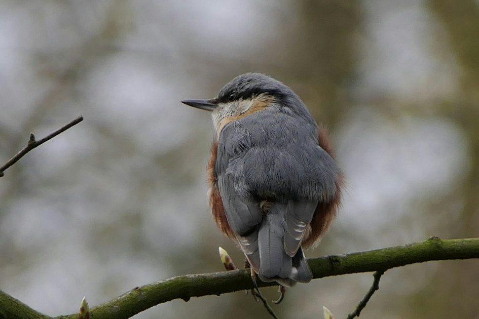 Boomklever - Vogels - Boomklever