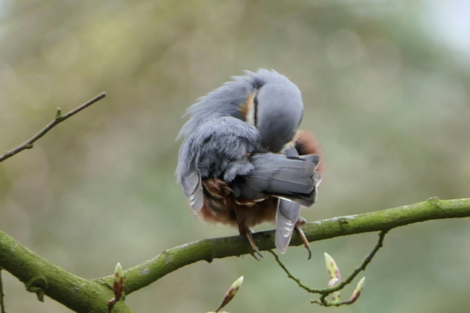 Boomklever - Vogels - Boomklever