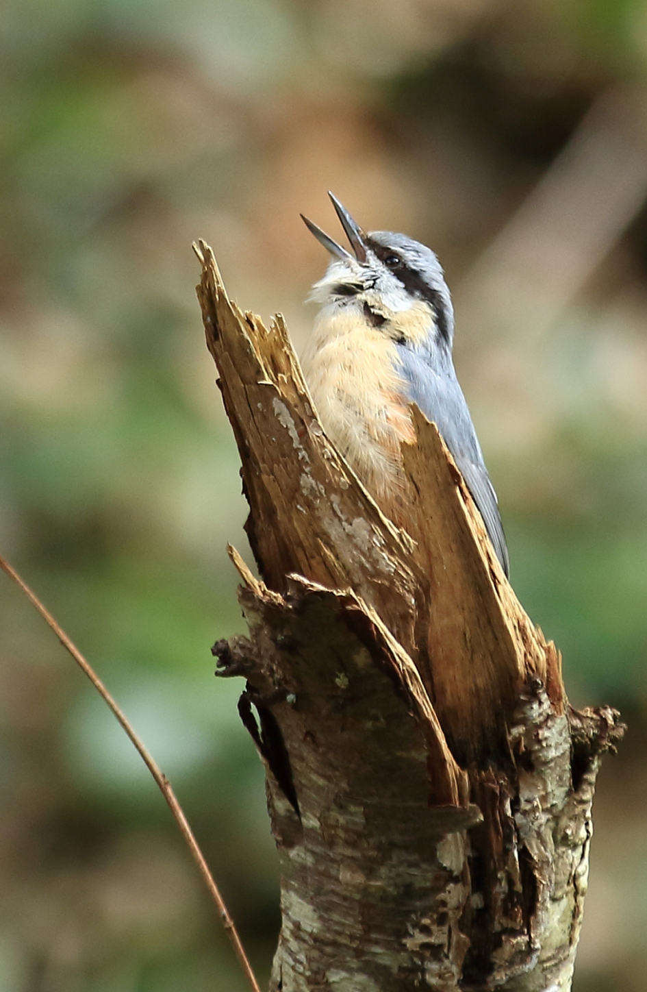 boomklever zingt het hoogste lied - Vogels - 
