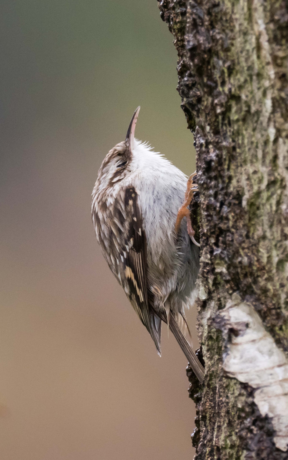 Boomkruiper - Vogels - Boomkruiper