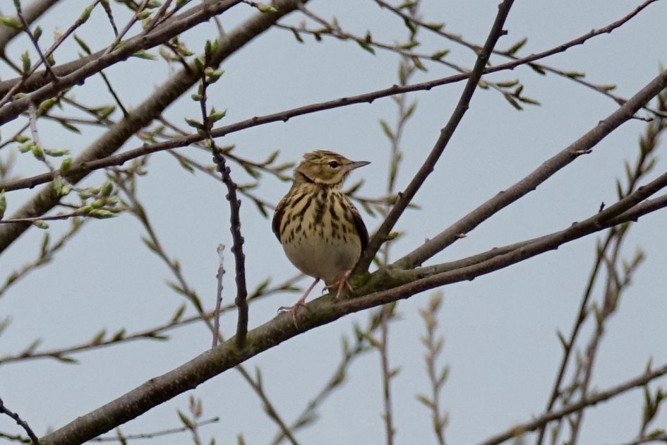 Boompieper - Vogels - Boompieper