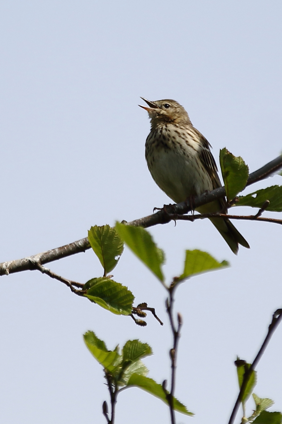 boompieper - Vogels - 
