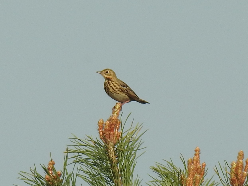 Boompieper - Vogels - Boompieper