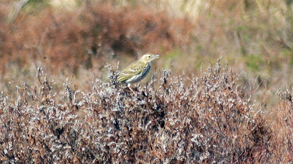 Boompieper op de Hoge Veluwe - Vogels - 