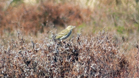 Boompieper op de Hoge Veluwe