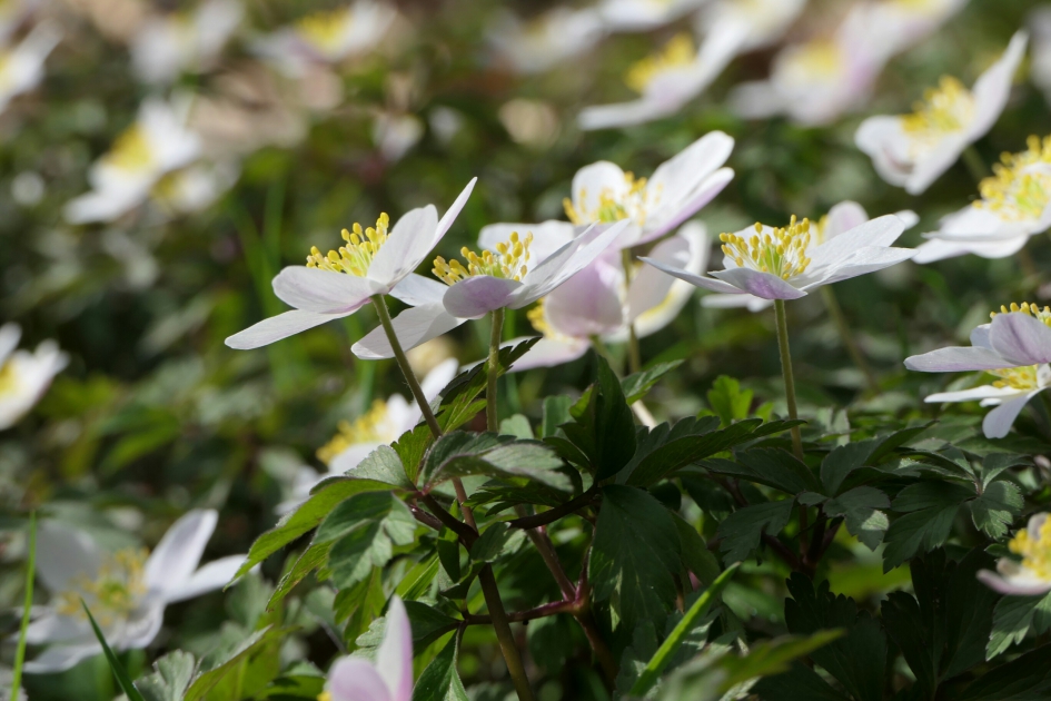Bosanemonen - Planten - Bosanemoon