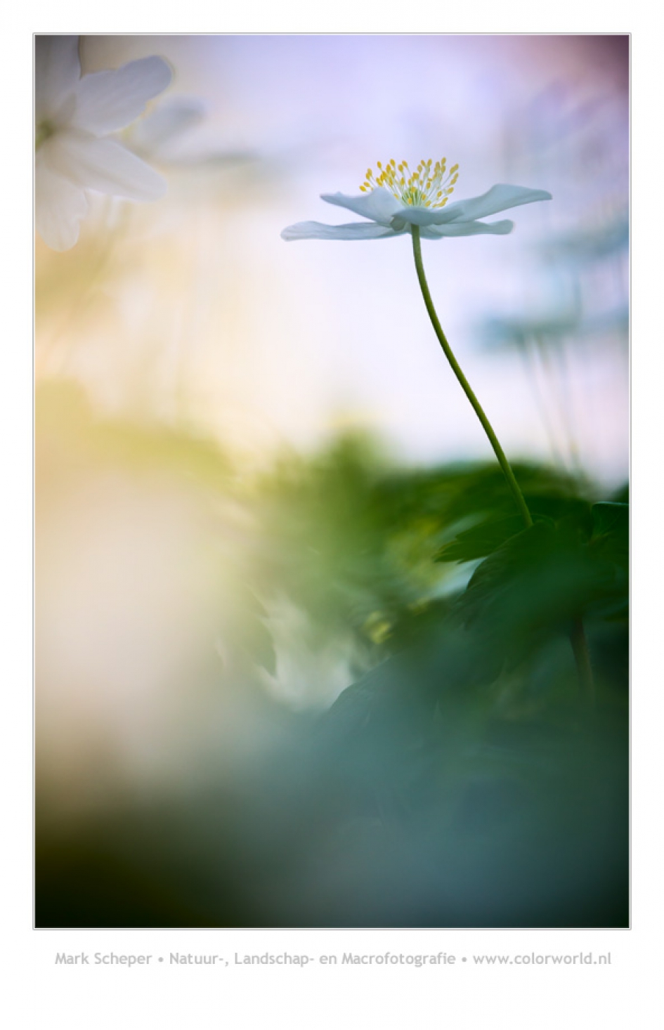 Bosanemoon - Planten - Bosanemoon