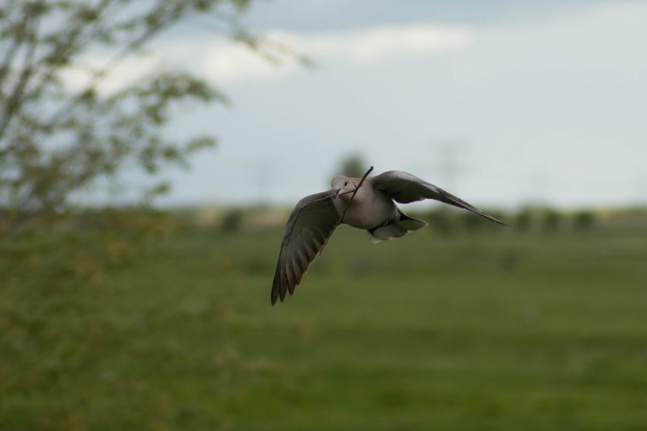 Bouwvakker - Vogels - Turkse tortel
