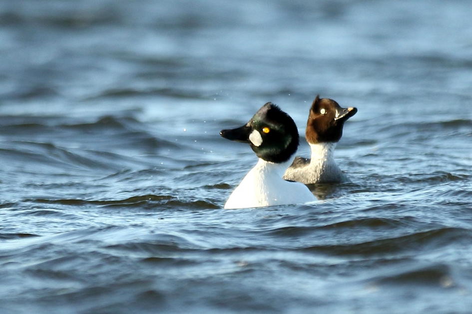 brilduiker m + v - Vogels - 