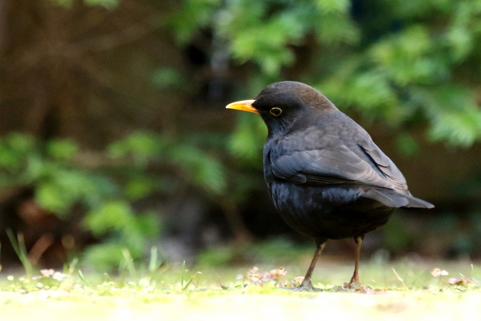 camera-klikje - Vogels - 
