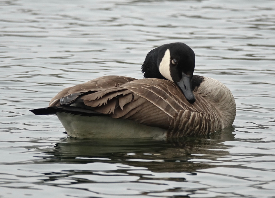Canadese Gans - Vogels - Canadese Gans
