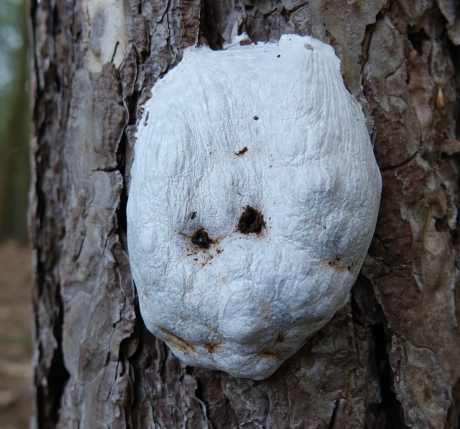 Casper het (boom)spook