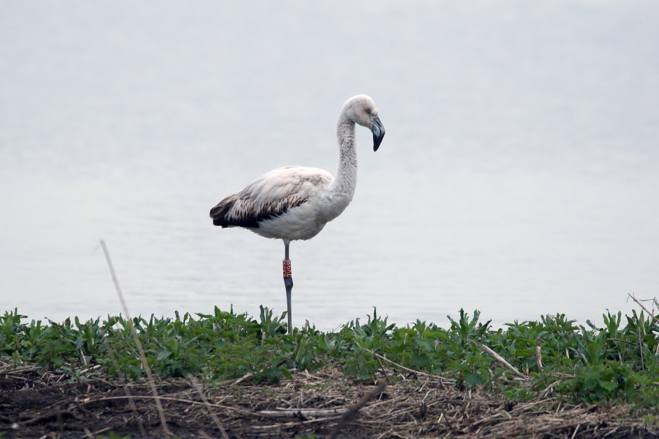 Chileense flamingo - Vogels - Chileense flamingo