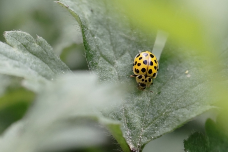 Citroenlieveheersbeestje