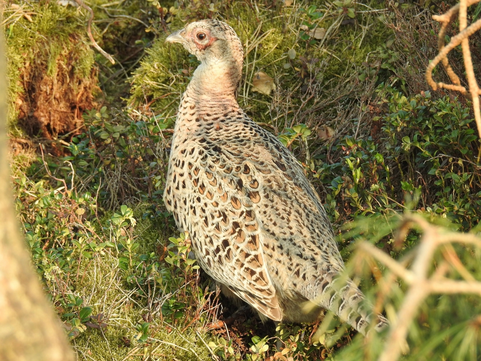 Close up van een fanzantenhen - Vogels - Fazant