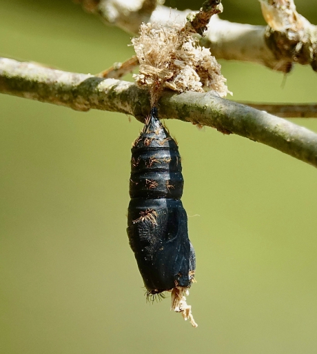 Cocon hangend aan Eik