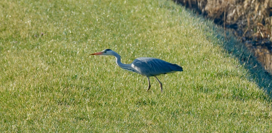 Concentratie - Vogels - Blauwe Reiger