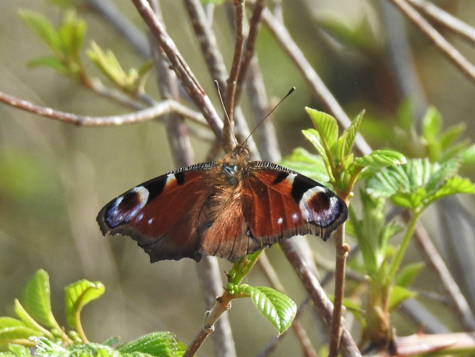 Dagpauwoog - Geleedpotigen - Dagpauwoog