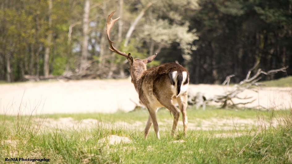 Damhert. - Zoogdieren - Damhert.
