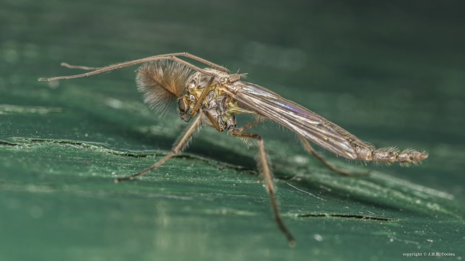 Dansmug - Geleedpotigen - Dansmug