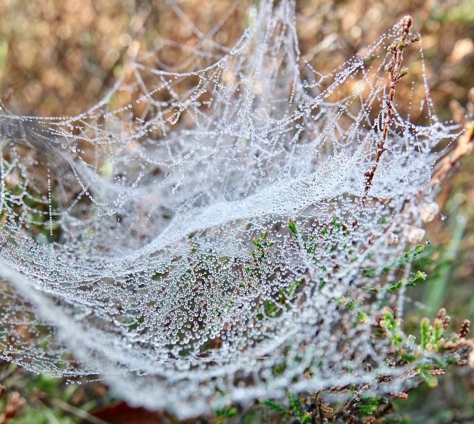 Dauw, prachtige vergankelijkheid - Geleedpotigen - Spinnenweb