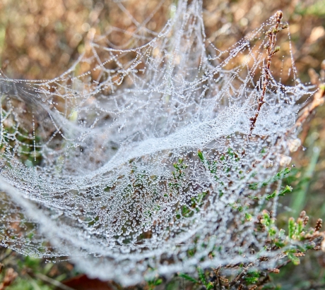 Dauw, prachtige vergankelijkheid