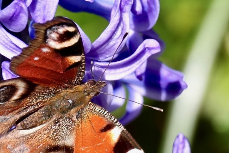 De Dagpauwoog en de Hyacint