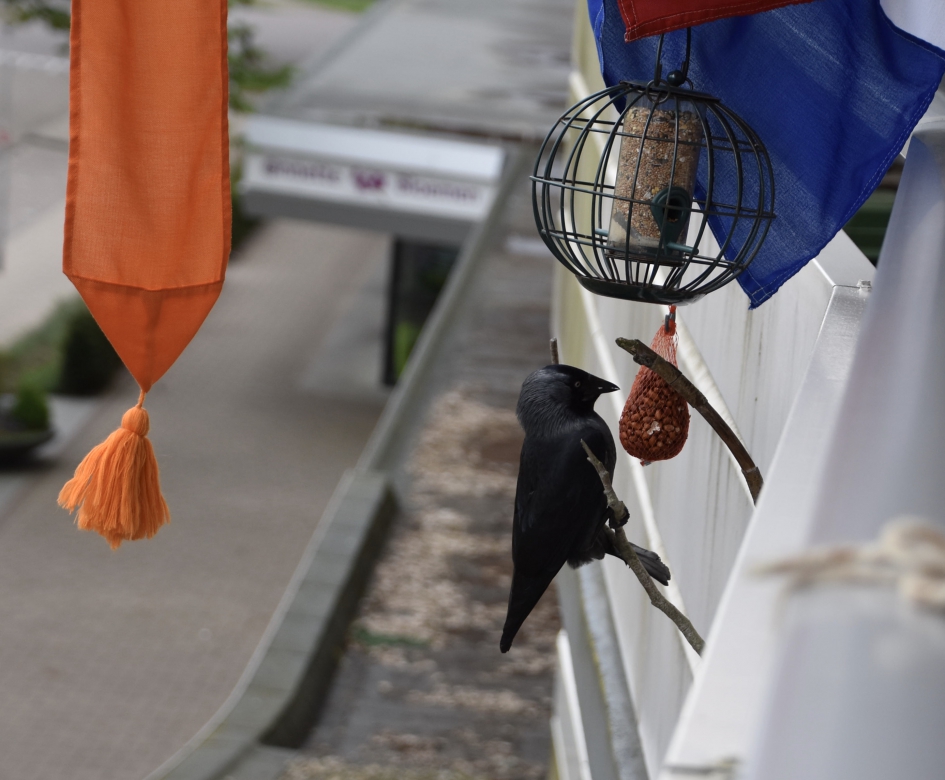 De kauw trekt ..... - Vogels - 