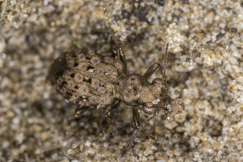 De moerasoeverloopkever - Geleedpotigen - De moerasoeverloopkever of koperkleurige oeverloopkever
