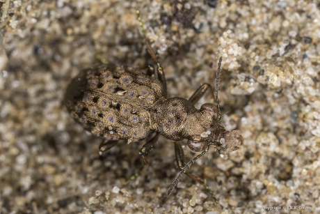 De moerasoeverloopkever