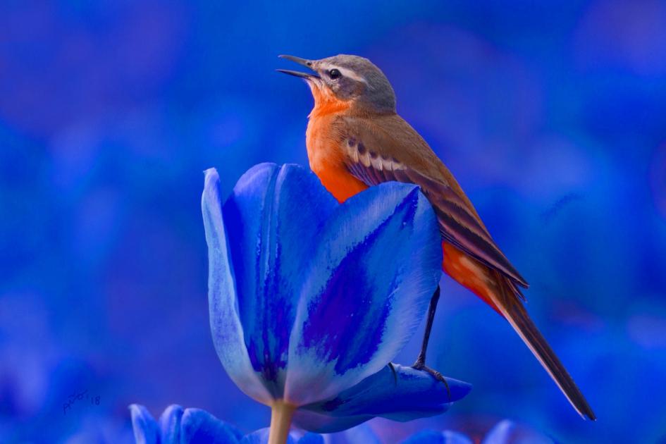 De Wilhelmus - Vogels - Wilhelmus