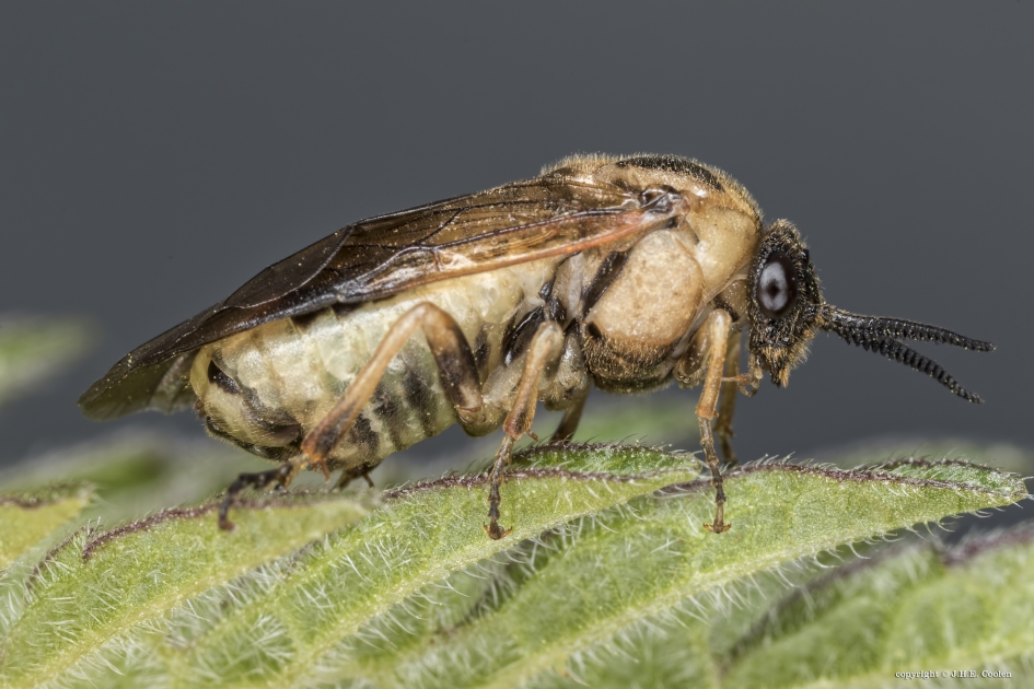 Dennebladwesp - Geleedpotigen - Dennebladwesp