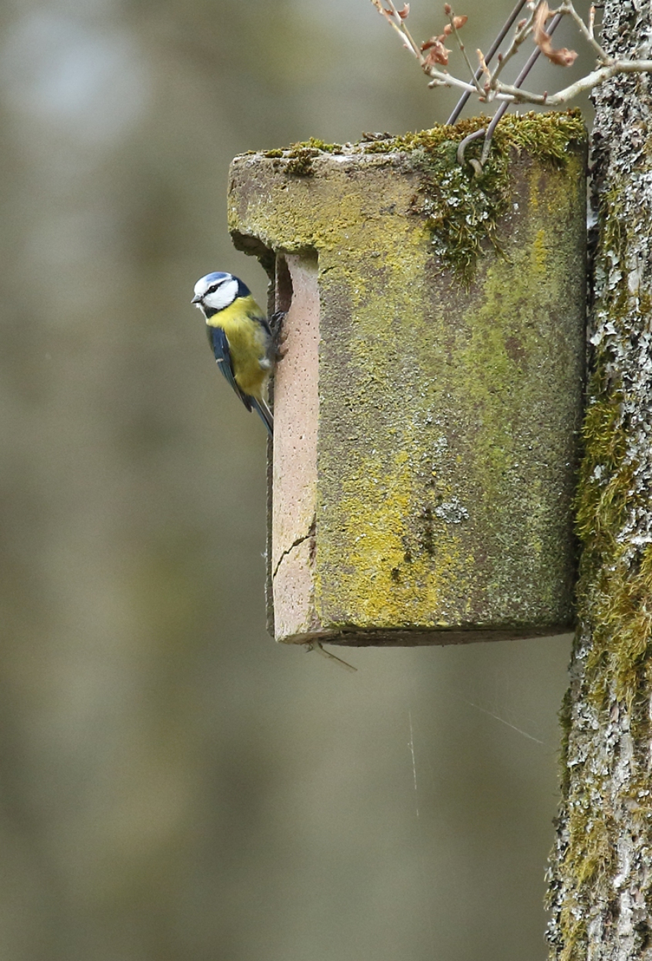 deze wordt het..... - Vogels - 