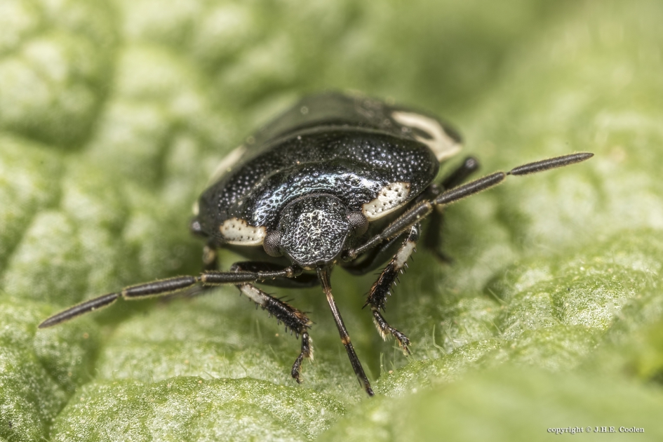 Dovenetelwants (Tritomegas bicolor) - Geleedpotigen - Dovenetelwants
