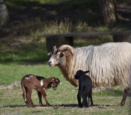 Drents heideschaap met lammetjes