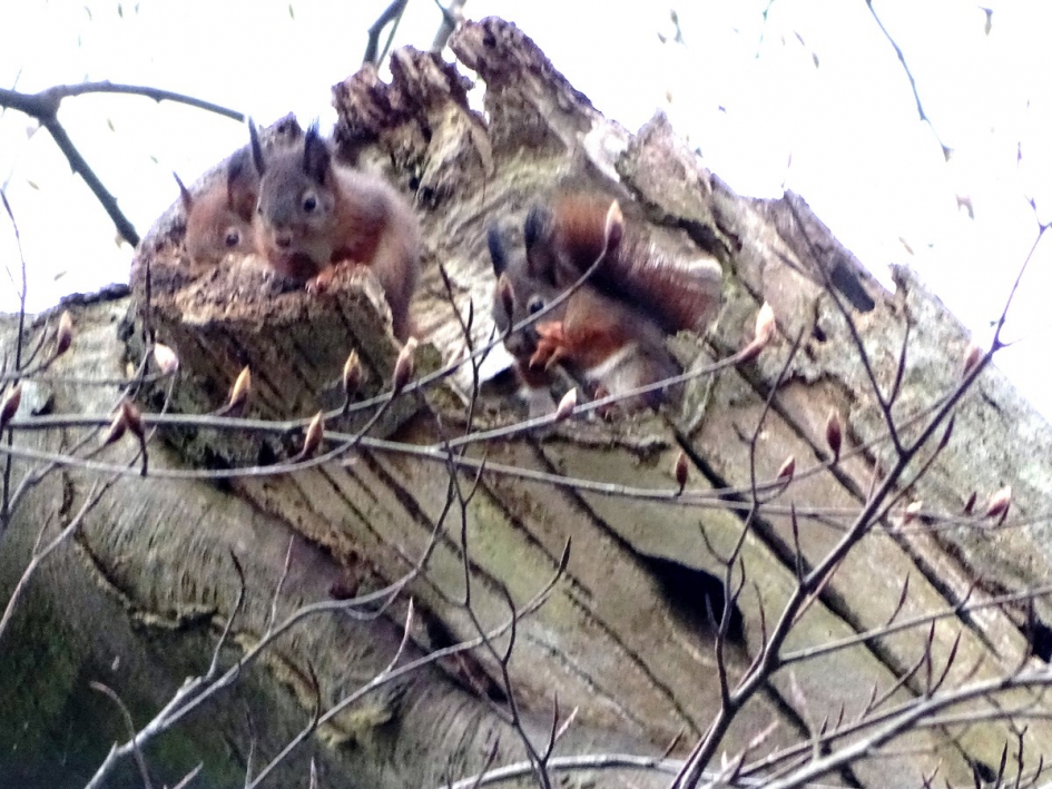 Drie op een rij - Zoogdieren - 