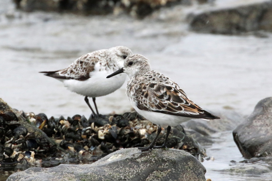 Drieteenstrandloper(s) - Vogels - 