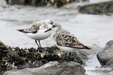 Drieteenstrandloper(s)