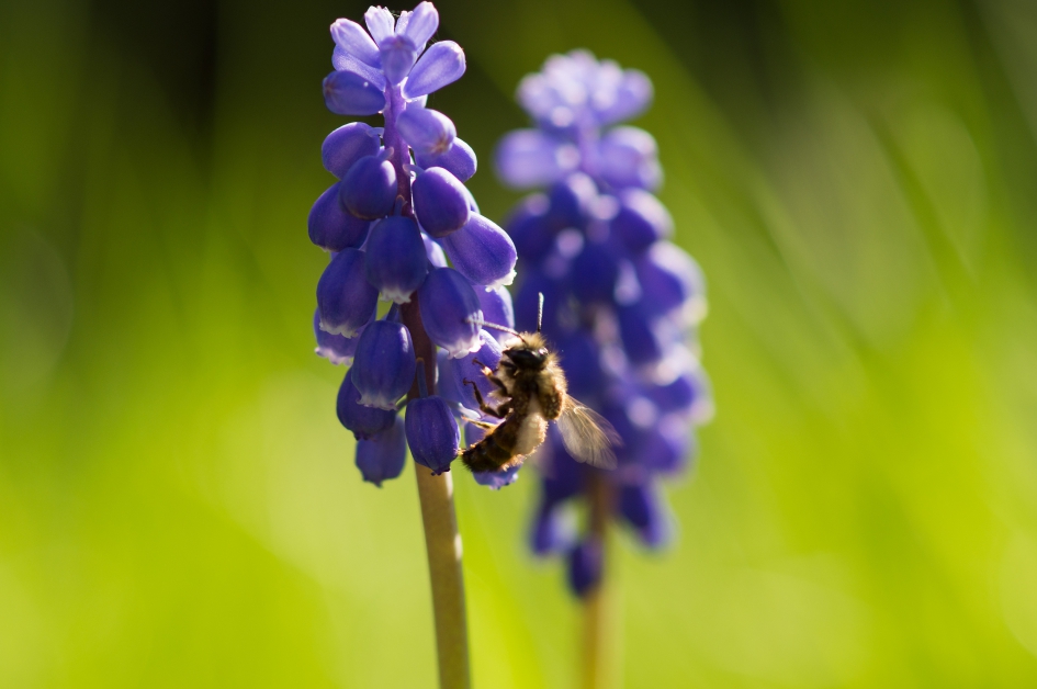 Druifjes 2 - Planten - 