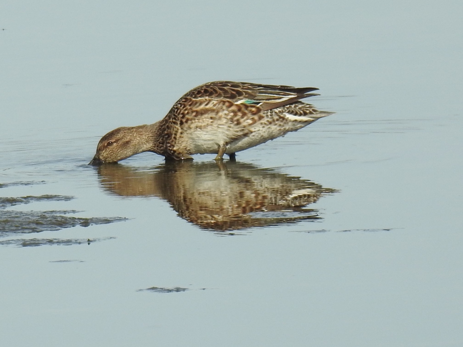 Dubbelportret - Vogels - Wintertaling
