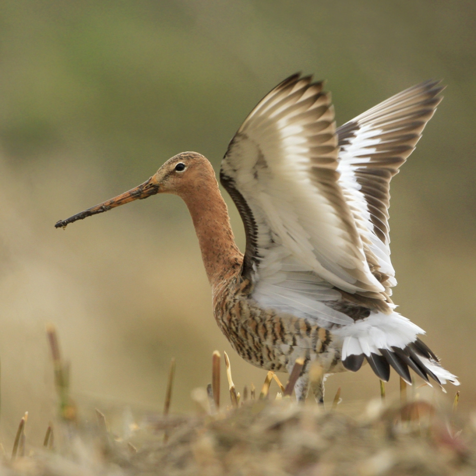 Dutch pride II - Vogels - Grutto