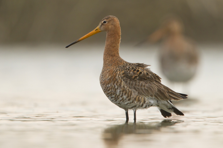 Dutch pride III - Vogels - Grutto