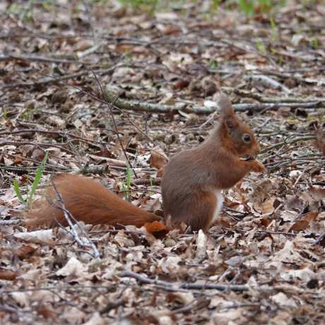 Eekhoorn op erf vlakbij Paterswolde